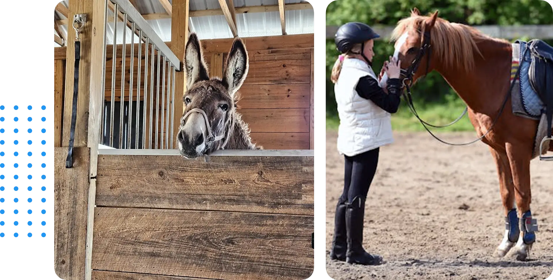 A donkey and a girl in a riding helmet.