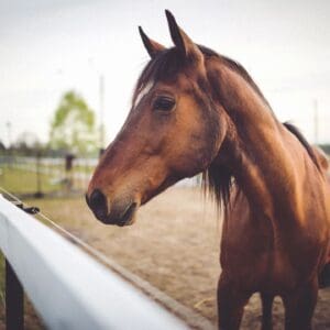 A horse standing next to a fence in the dirt.