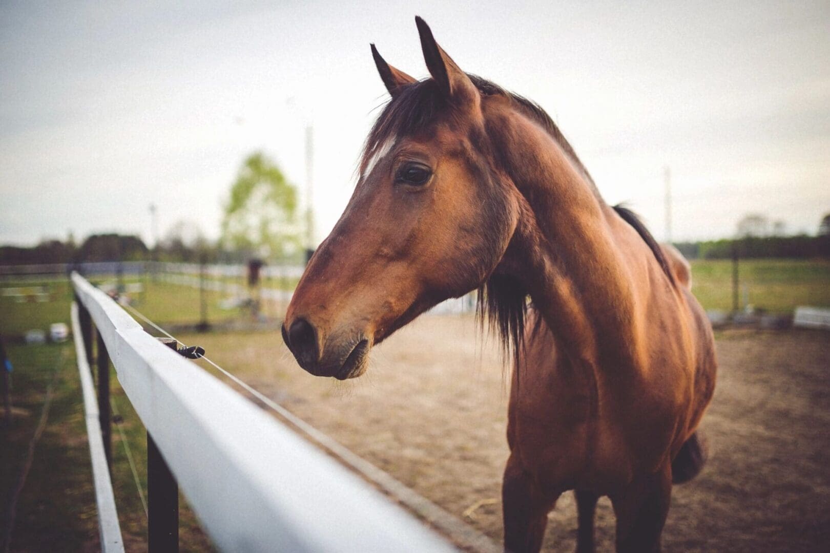 A horse standing next to a fence in the dirt.