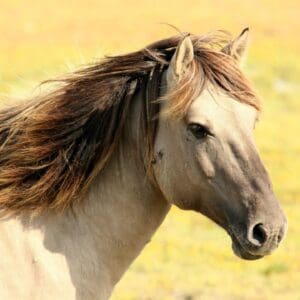 A horse with long mane standing in the grass.