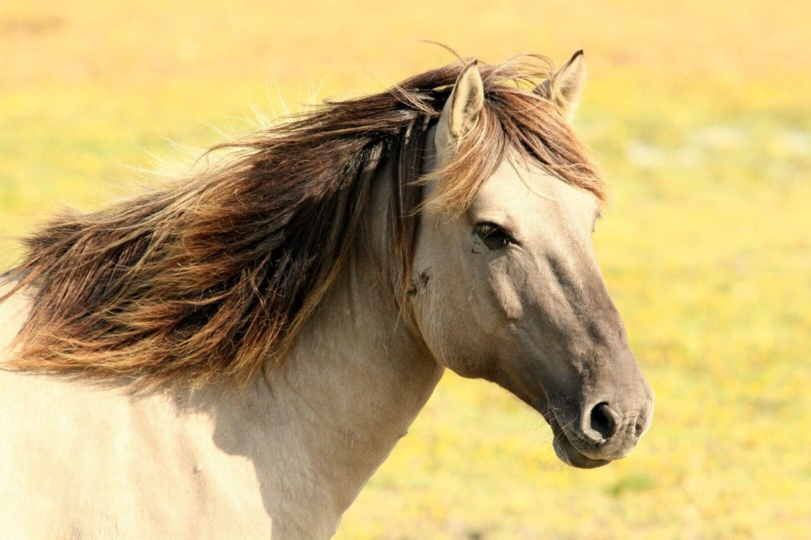 A horse with long mane standing in the grass.