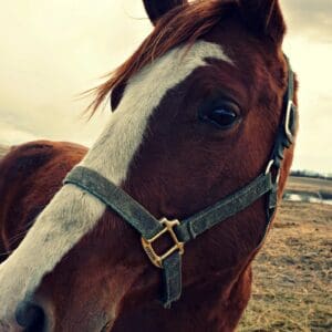 A close up of the face and head of a horse.