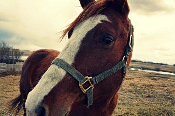 A close up of the face and head of a horse.