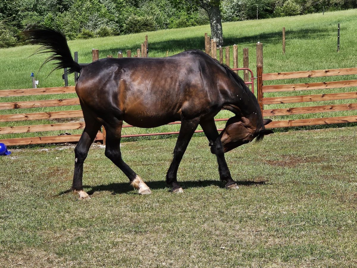 A horse is grazing in the grass near a fence.