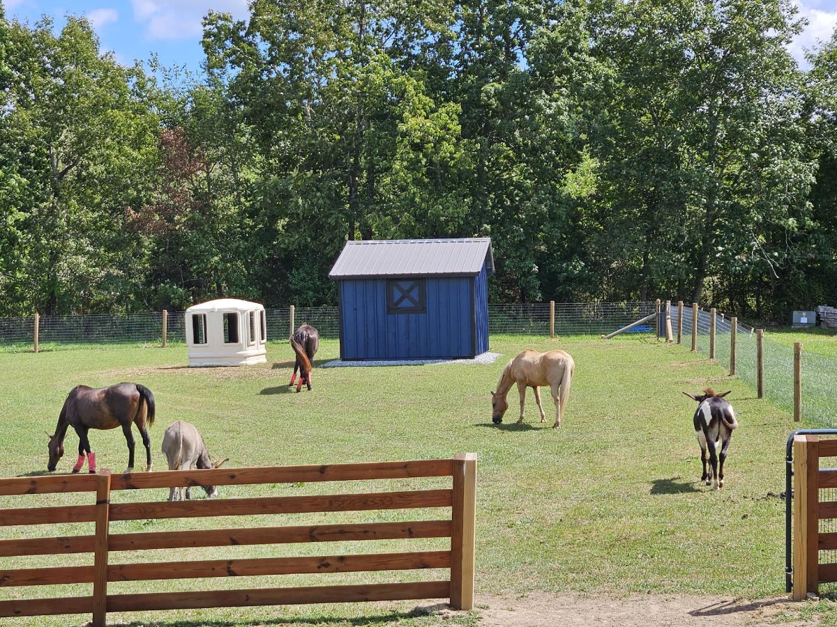 A group of horses grazing in the grass.