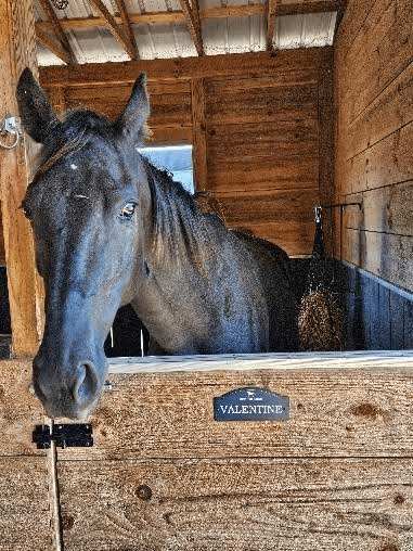 A horse in the stable looking at something.