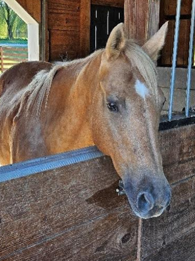 A horse standing next to the side of its fence.