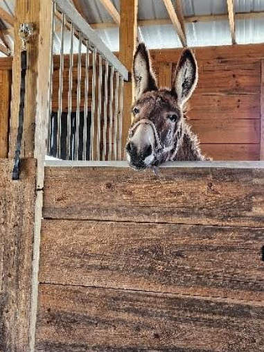 A donkey standing in the middle of a wooden fence.