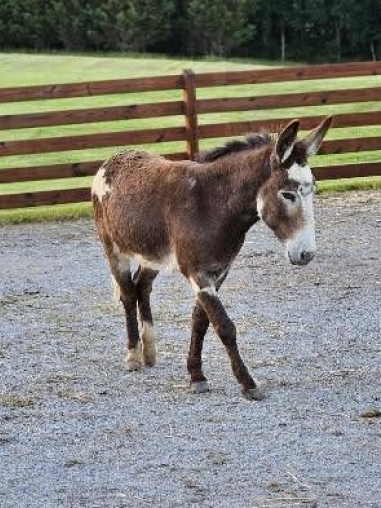 A donkey is walking in the dirt near a fence.