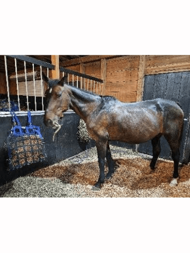 A horse standing in the hay inside of its stall.