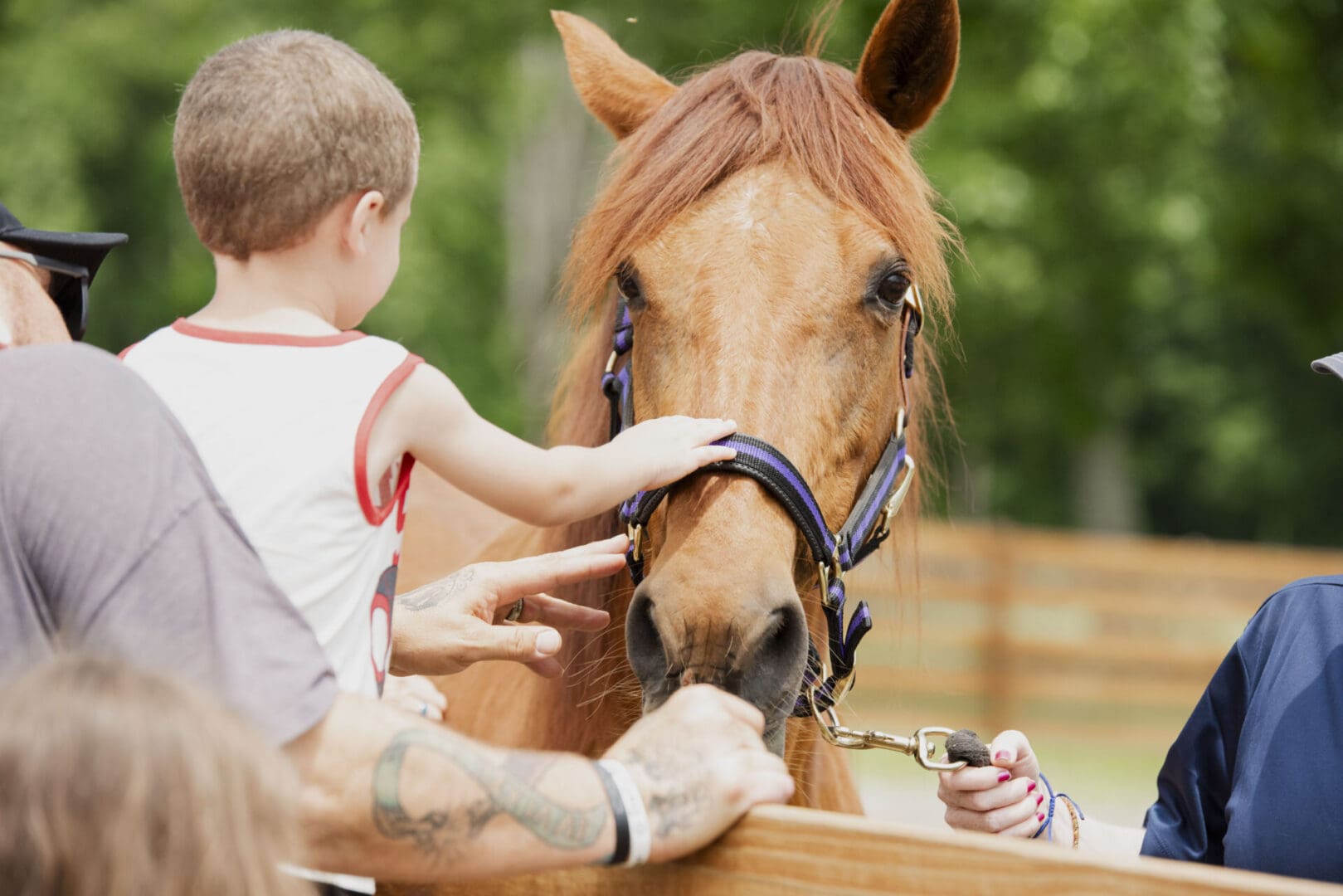 Child petting a horse at a fence.