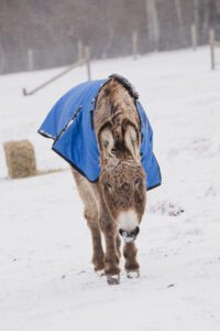 IMG_2223